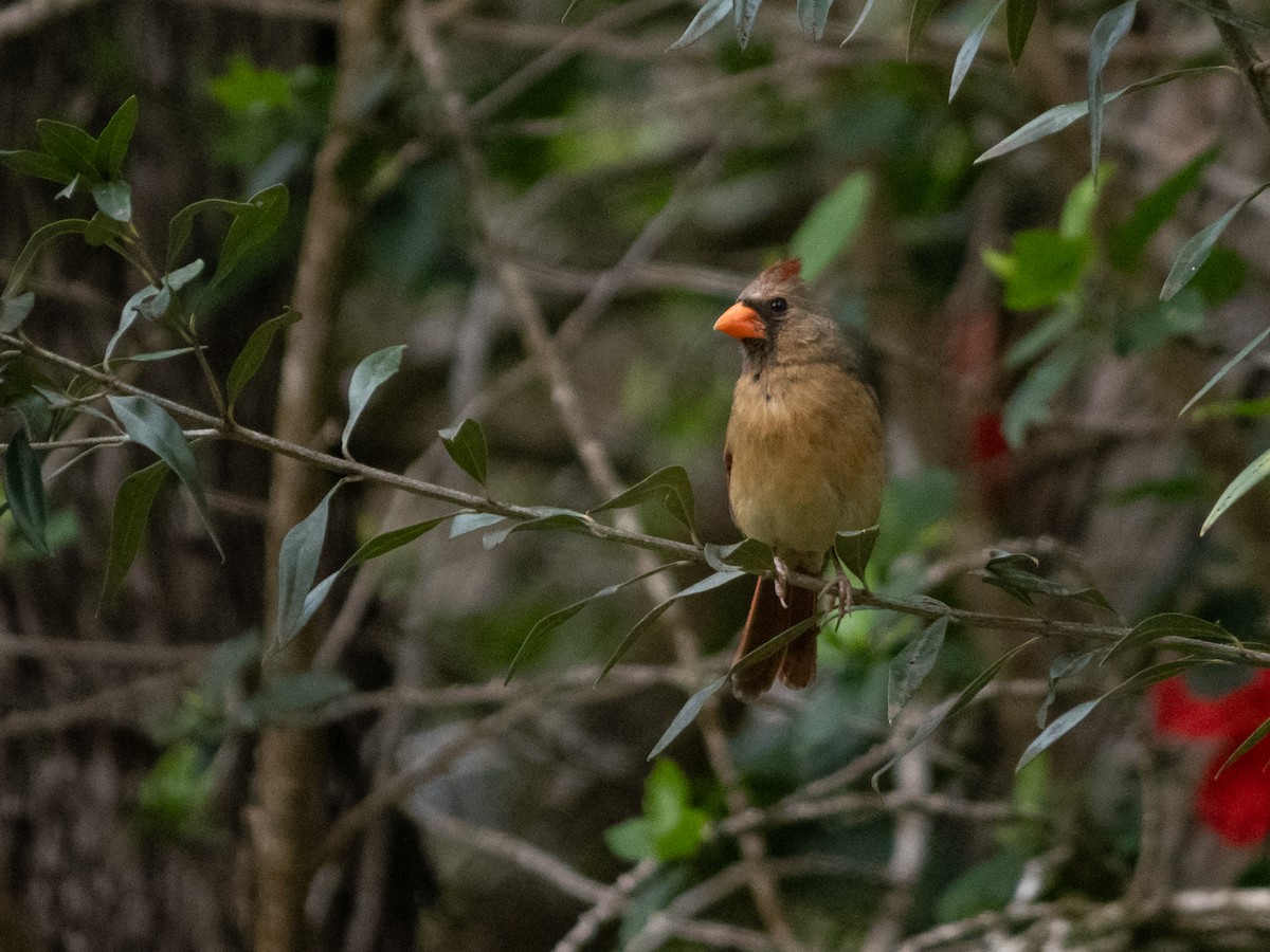 Northern Cardinal - ML586416341