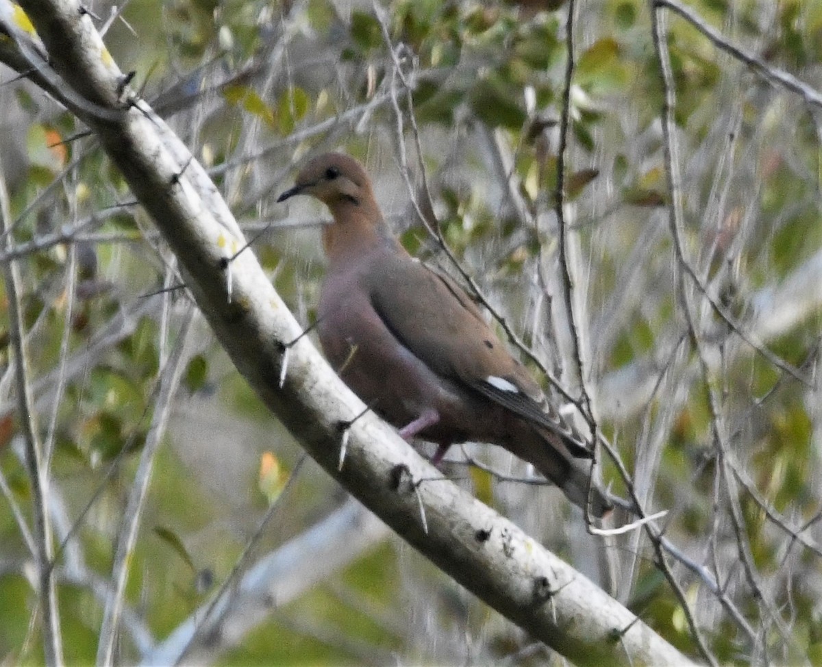 Zenaida Dove - ML586416461