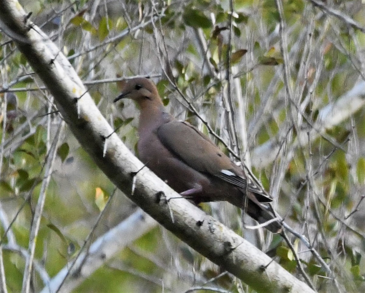 Zenaida Dove - Zachary Peterson