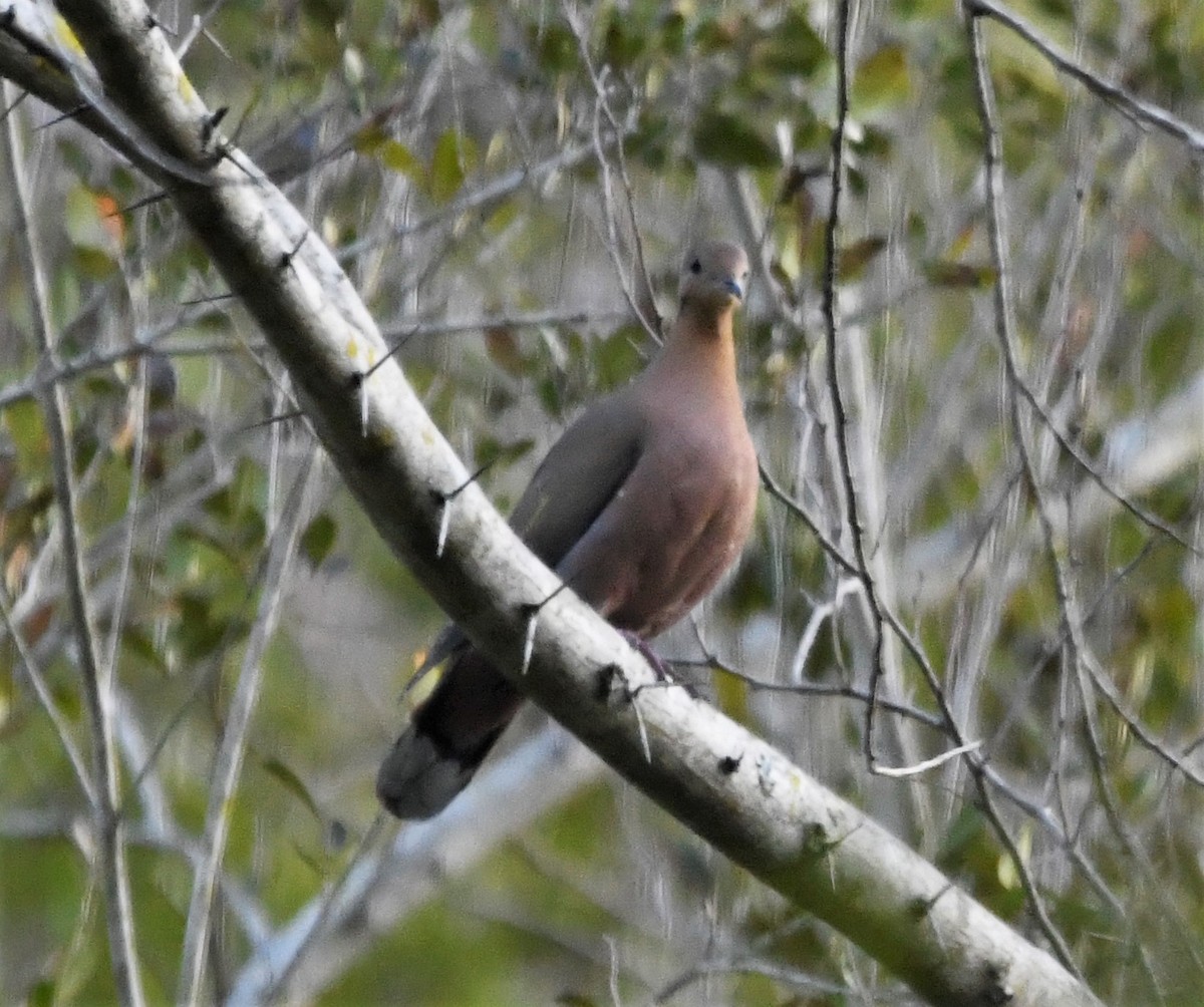 Zenaida Dove - ML586416771