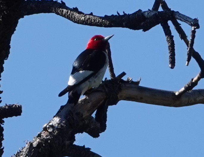 Red-headed Woodpecker - ML586417161