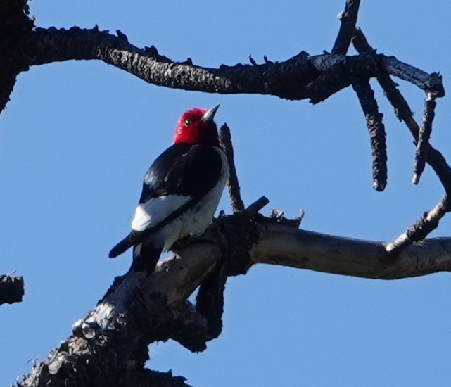 Red-headed Woodpecker - ML586417211