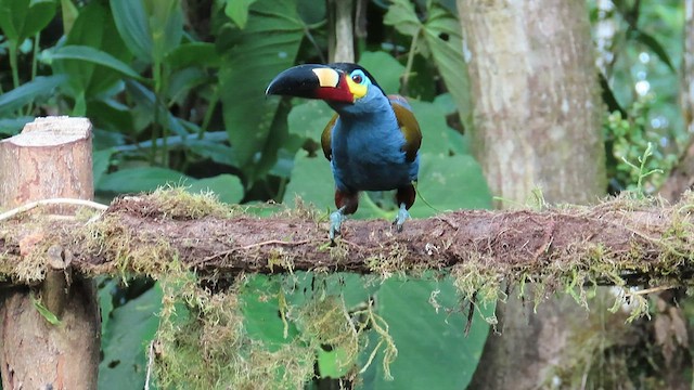 Plate-billed Mountain-Toucan - ML586417251