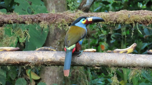 Plate-billed Mountain-Toucan - ML586417321