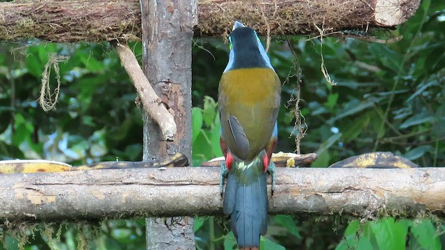 Plate-billed Mountain-Toucan - ML586417481