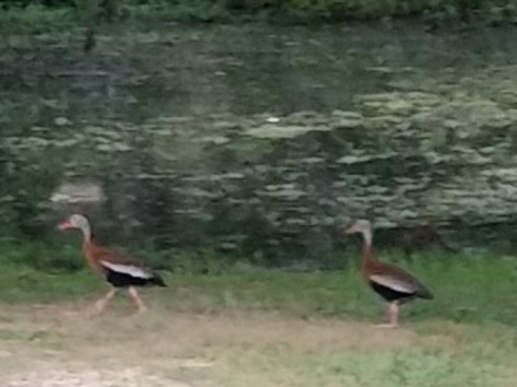 Black-bellied Whistling-Duck - ML586417541