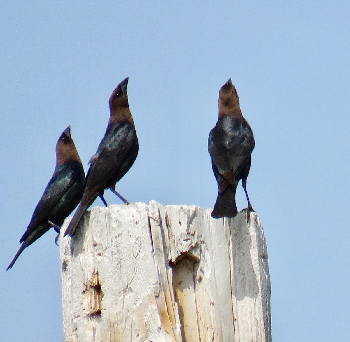 Brown-headed Cowbird - Ann Tanner