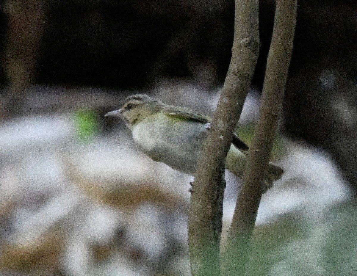 Black-whiskered Vireo - ML586418211