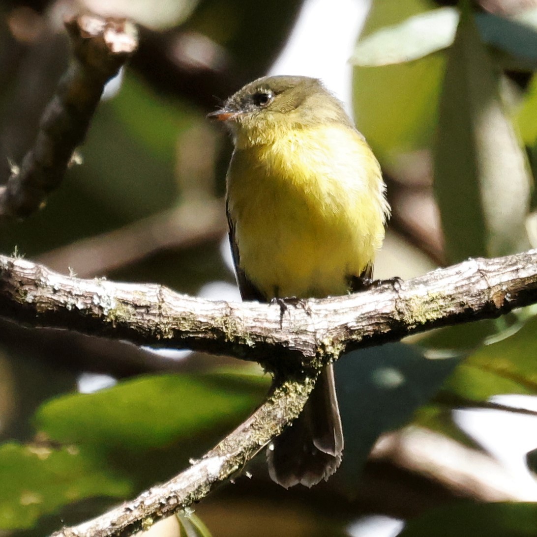 Orange-banded Flycatcher - ML586419531