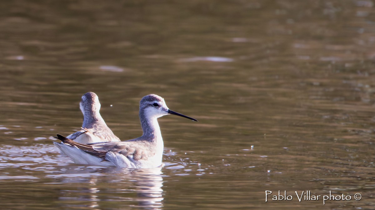 Wilson's Phalarope - ML586419921