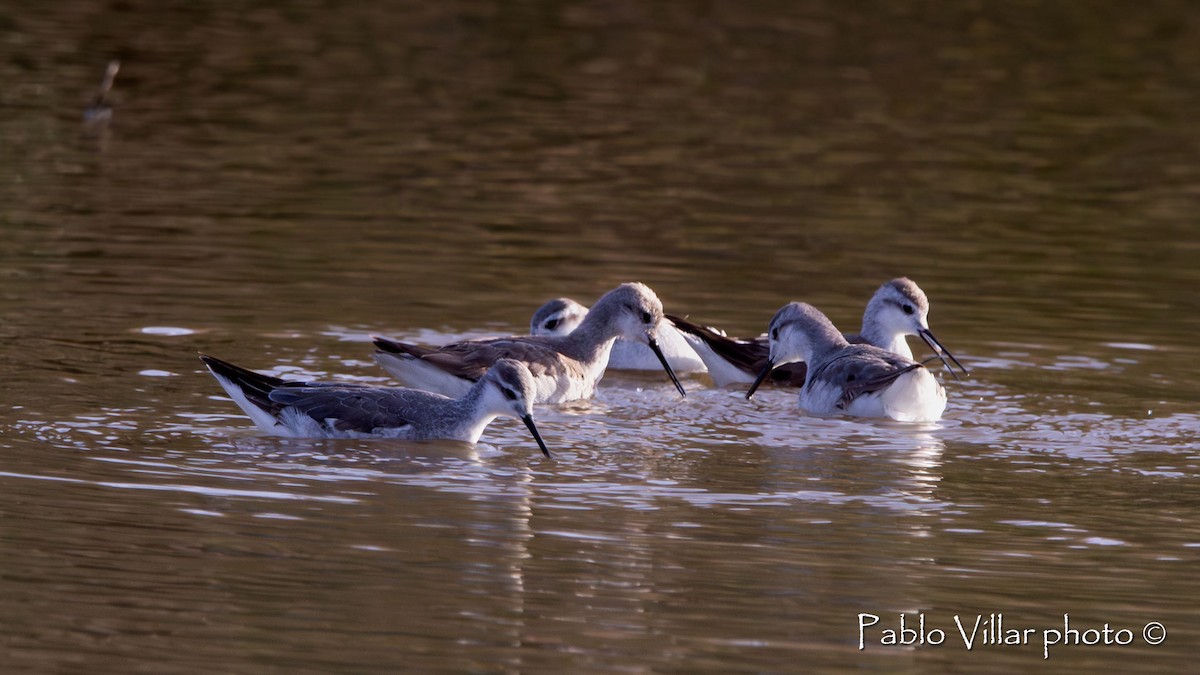 Wilson's Phalarope - ML586419971