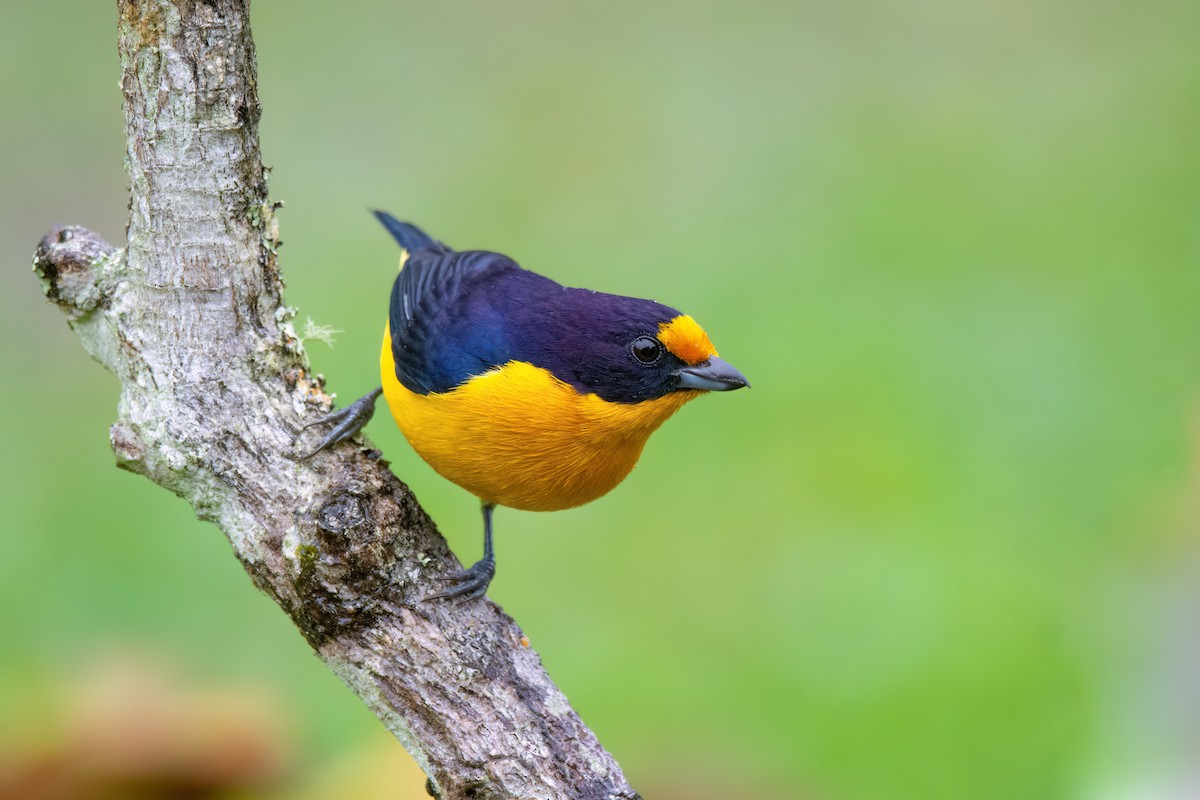 Violaceous Euphonia - ML586420211