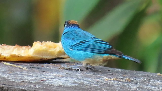 Golden-naped Tanager - ML586421021