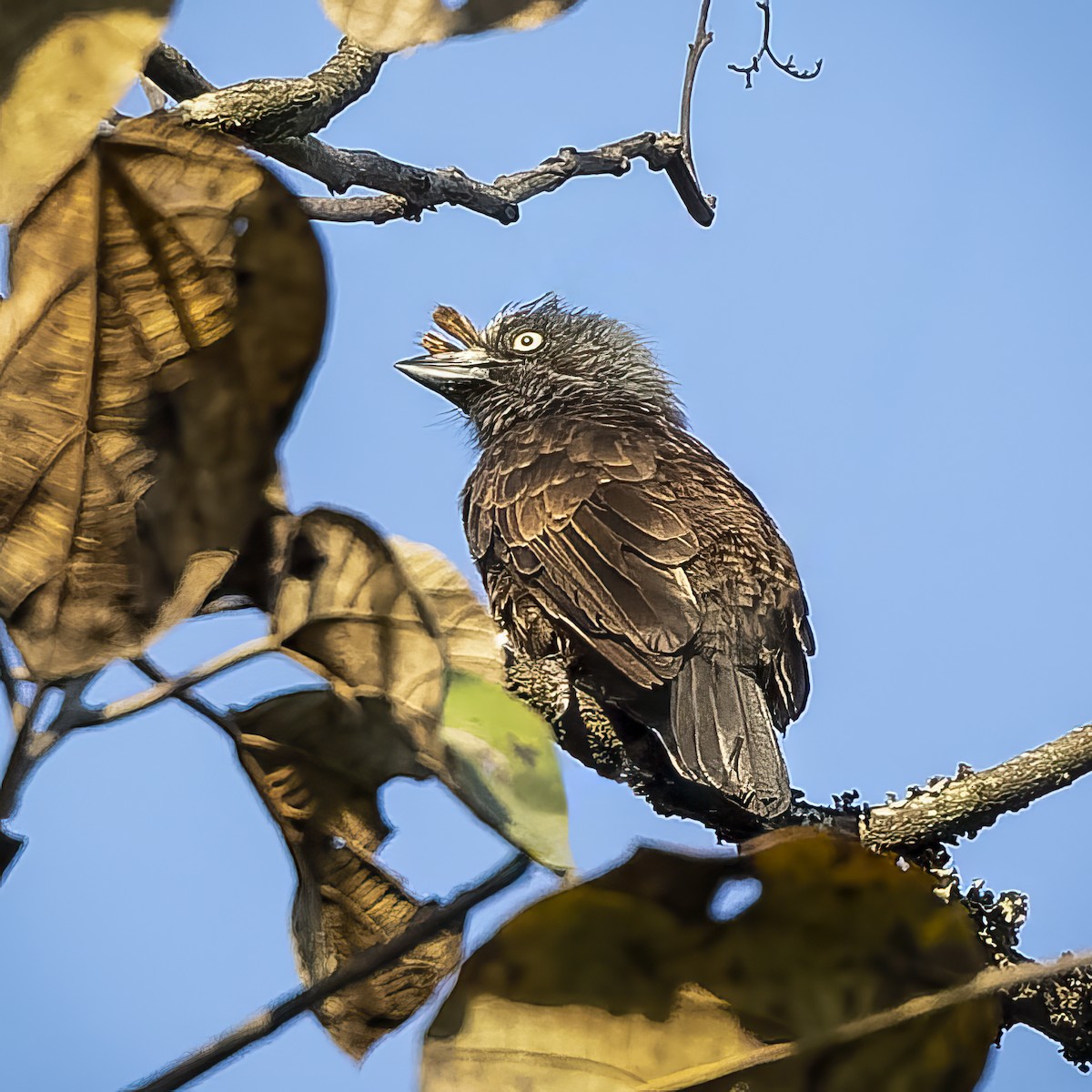 Gray-throated Barbet - Gary Leavens