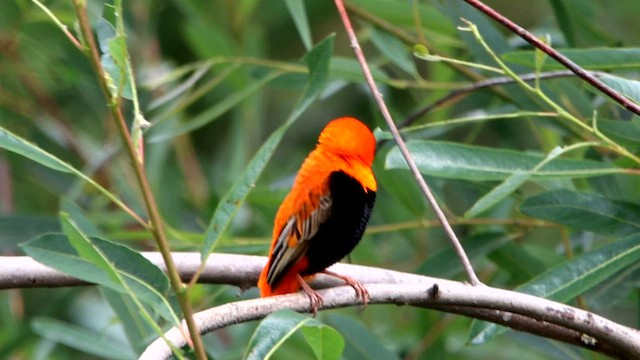 Northern Red Bishop - ML586422111