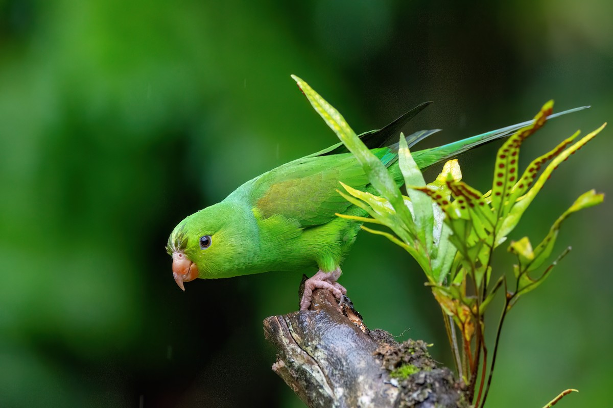 Plain Parakeet - Marcos Eugênio Birding Guide