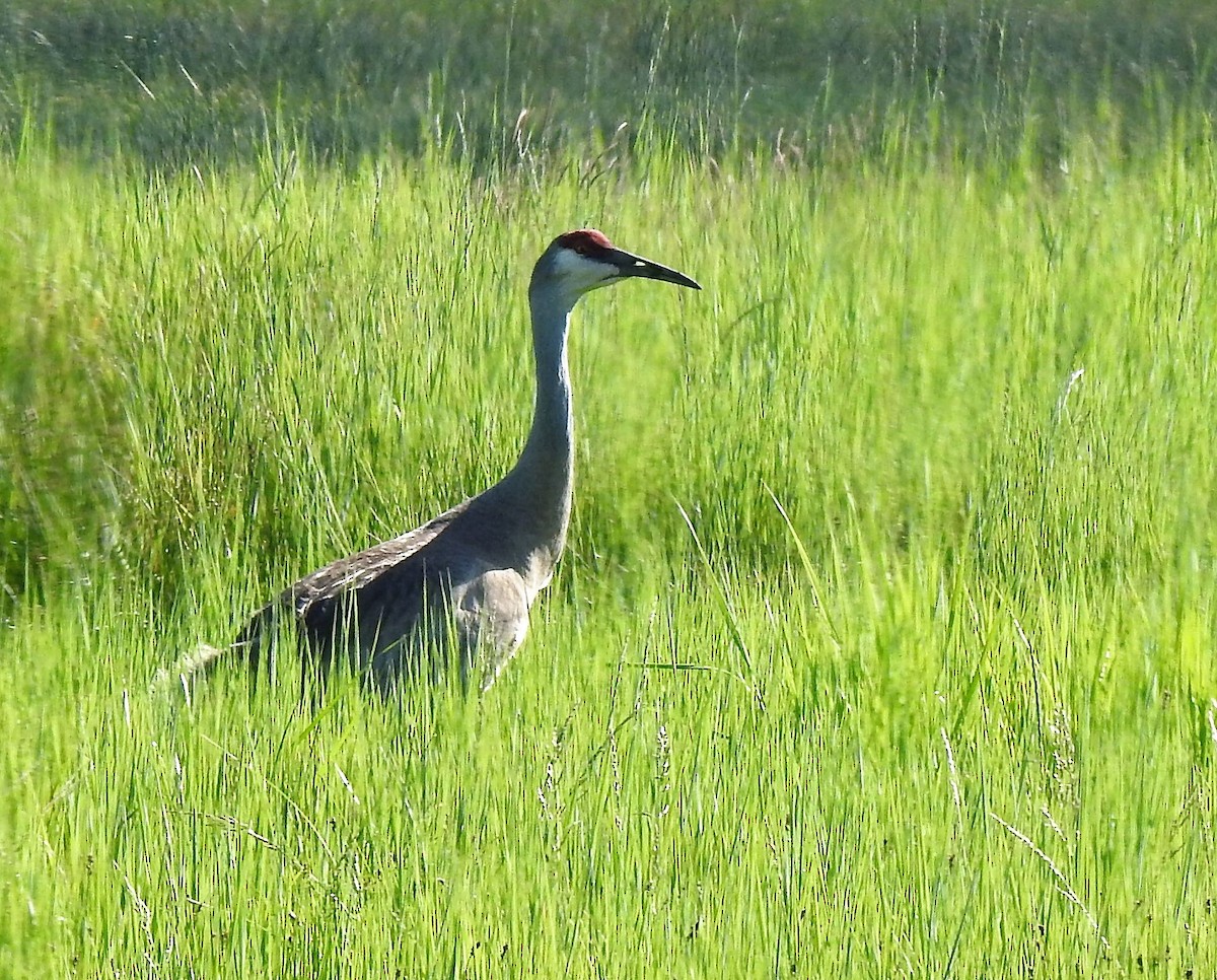 Sandhill Crane - ML586422331