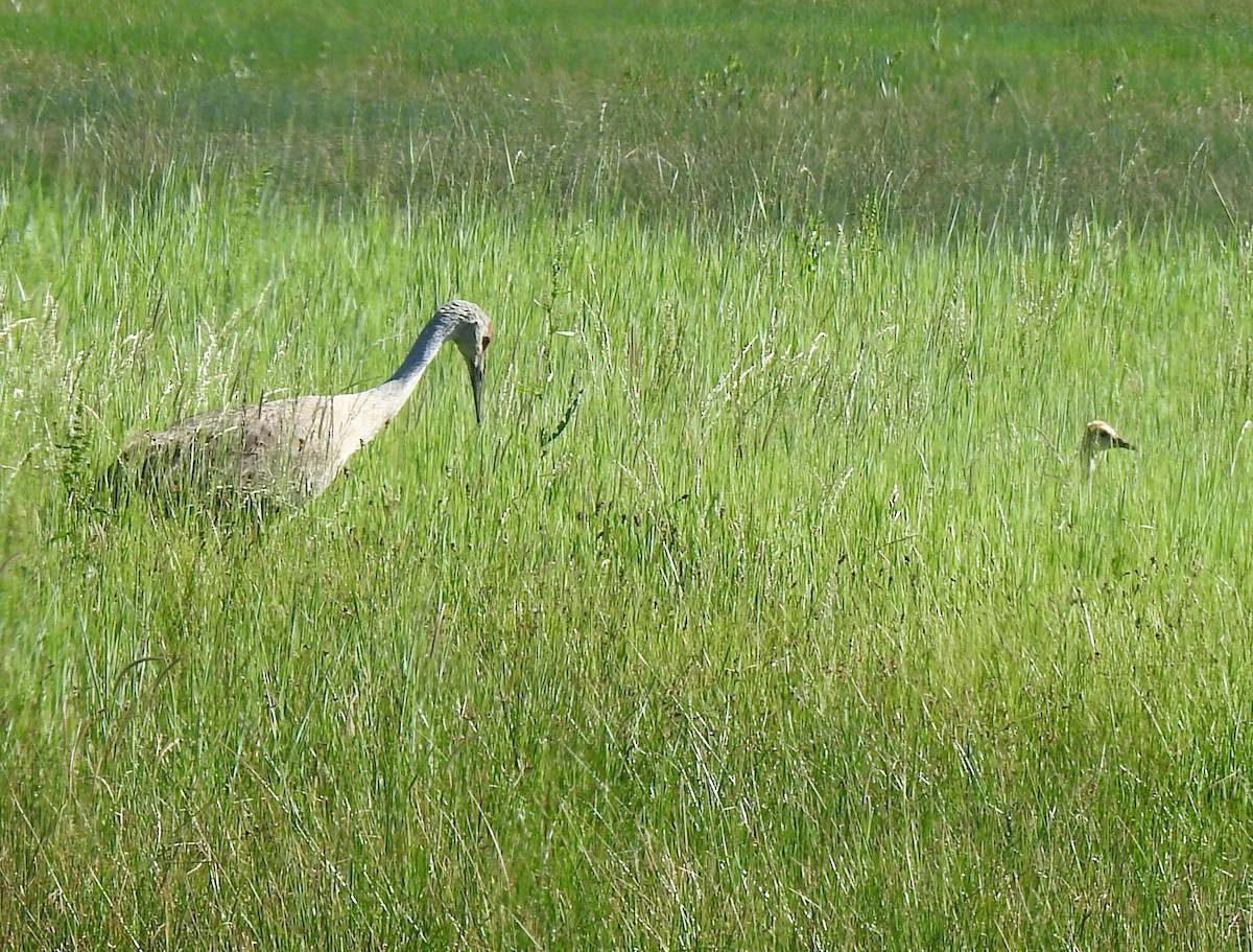 Sandhill Crane - ML586422341