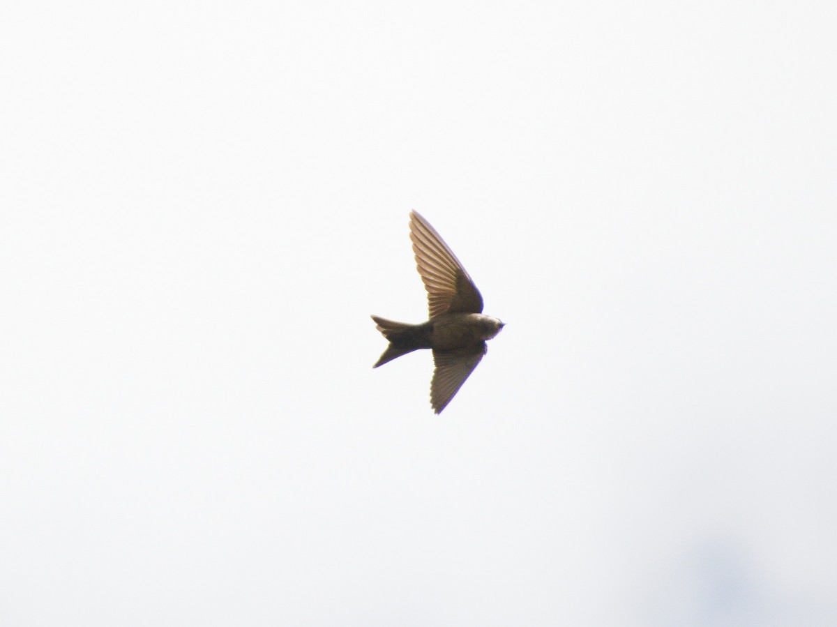 Brown-bellied Swallow - ML586422561
