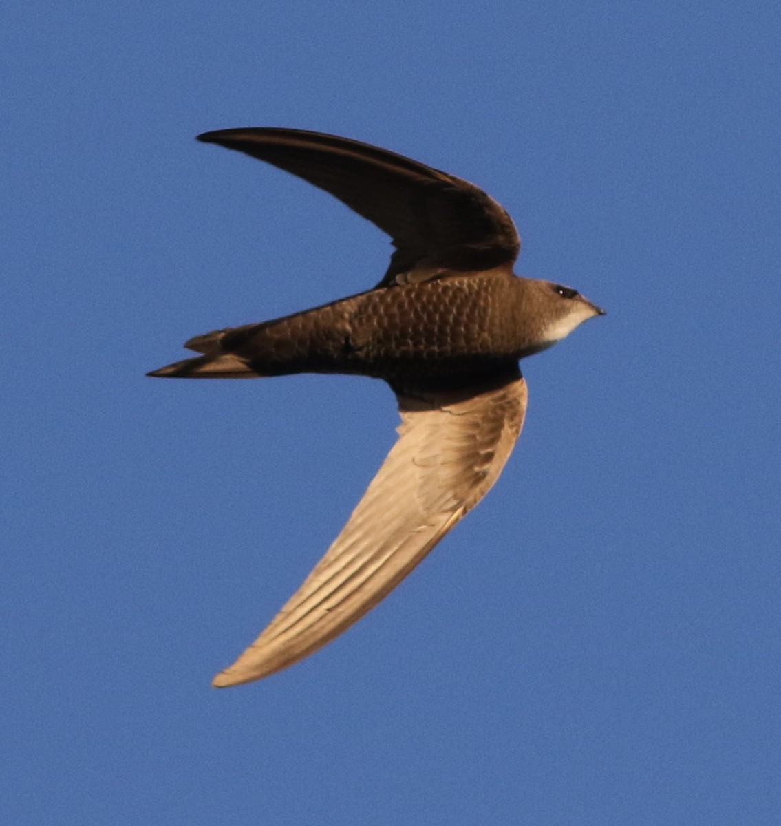 Common/Pallid Swift - Derek Stokes