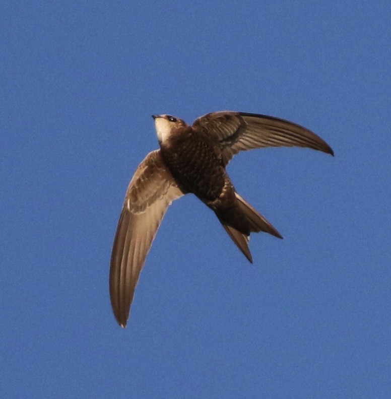 Common/Pallid Swift - Derek Stokes