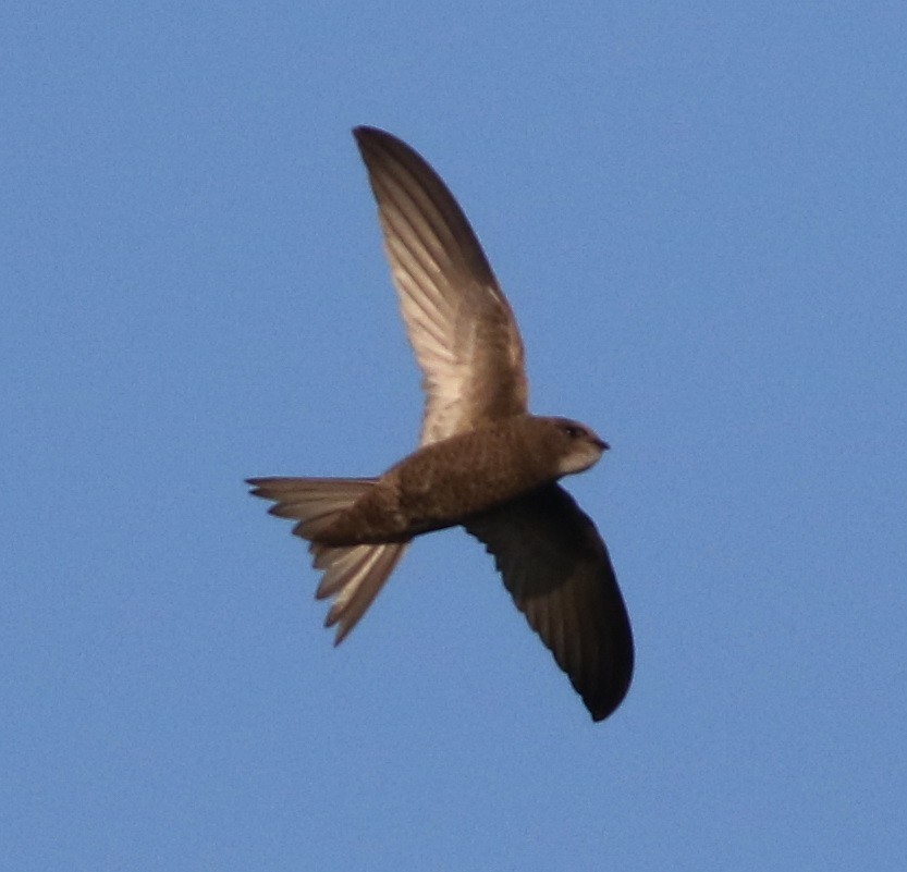 Common/Pallid Swift - Derek Stokes