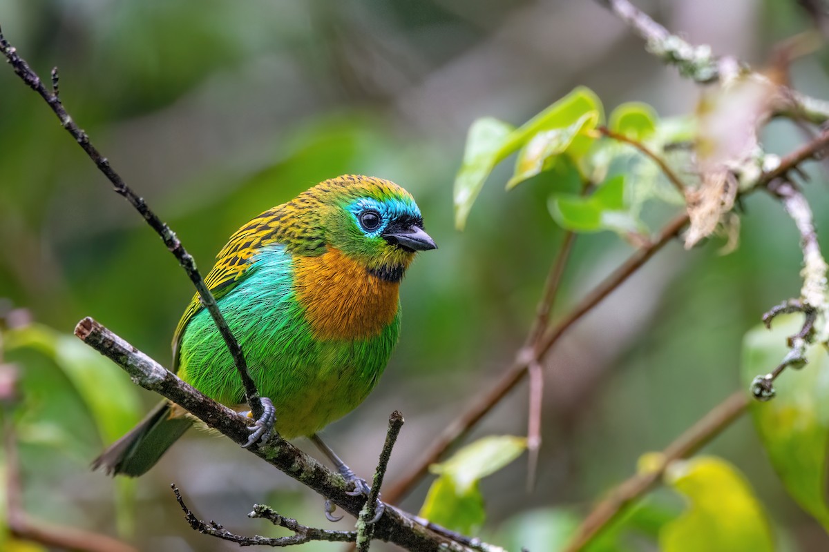 Brassy-breasted Tanager - ML586423071