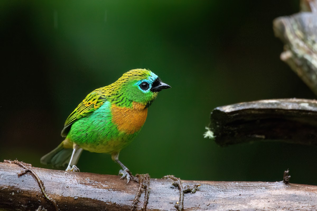 Brassy-breasted Tanager - ML586423081