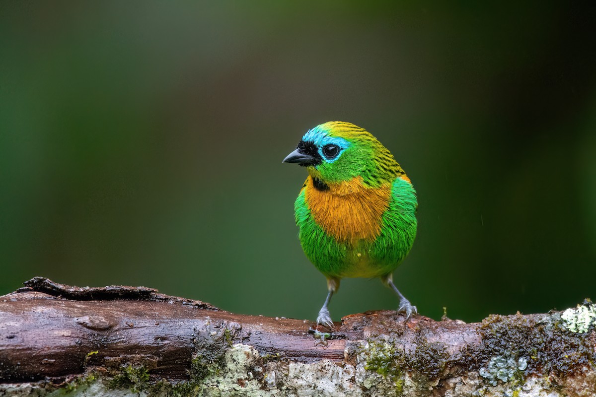 Brassy-breasted Tanager - ML586423091