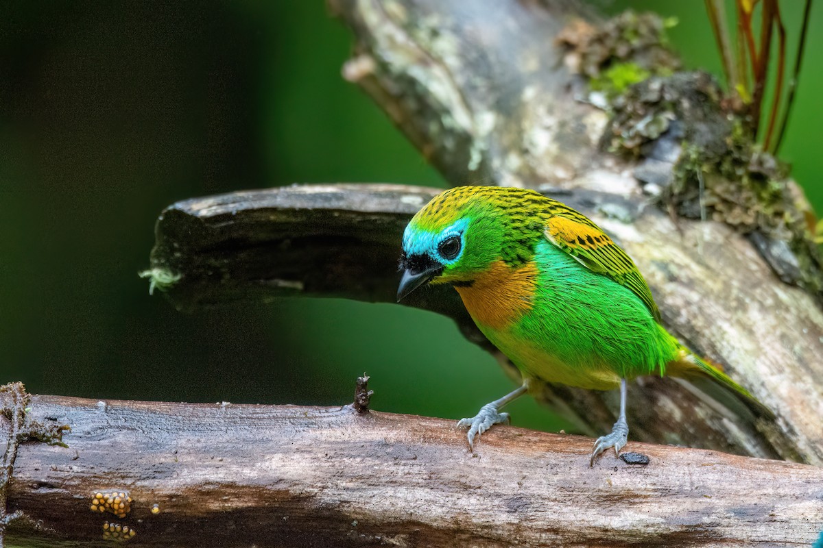 Brassy-breasted Tanager - ML586423101
