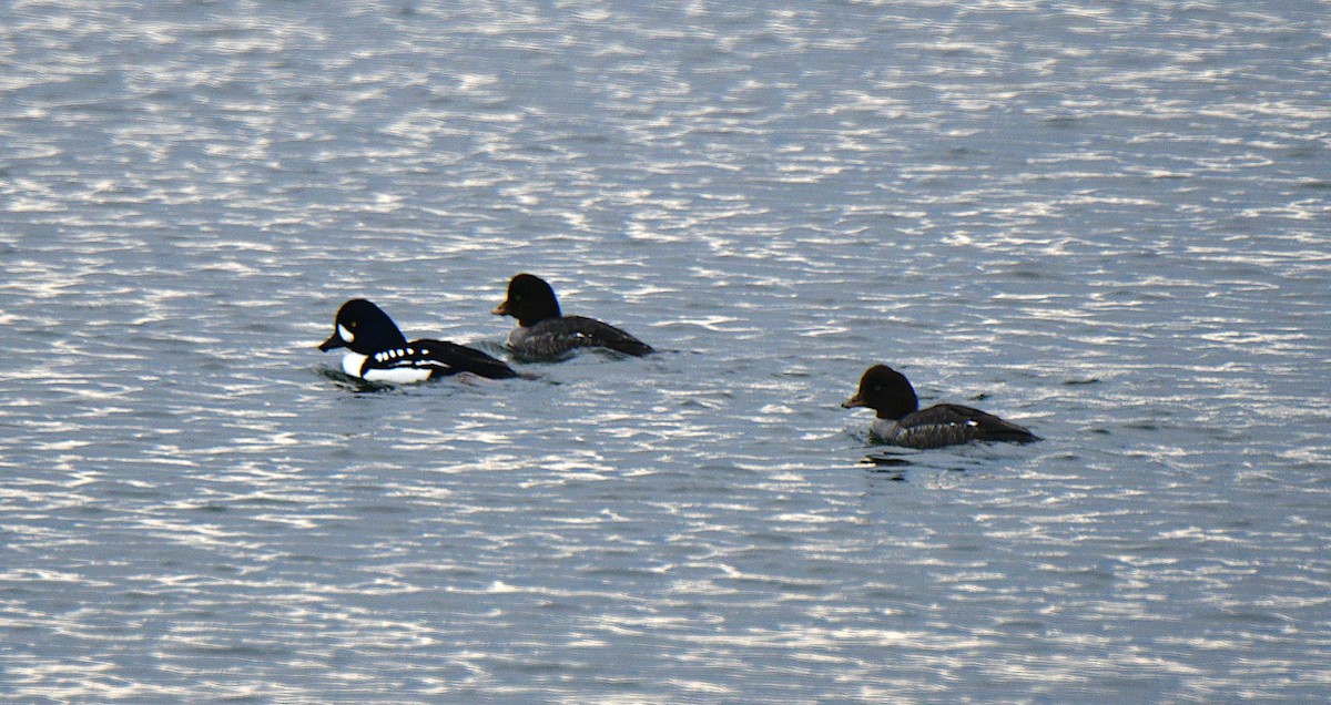 Barrow's Goldeneye - Ben Roberts