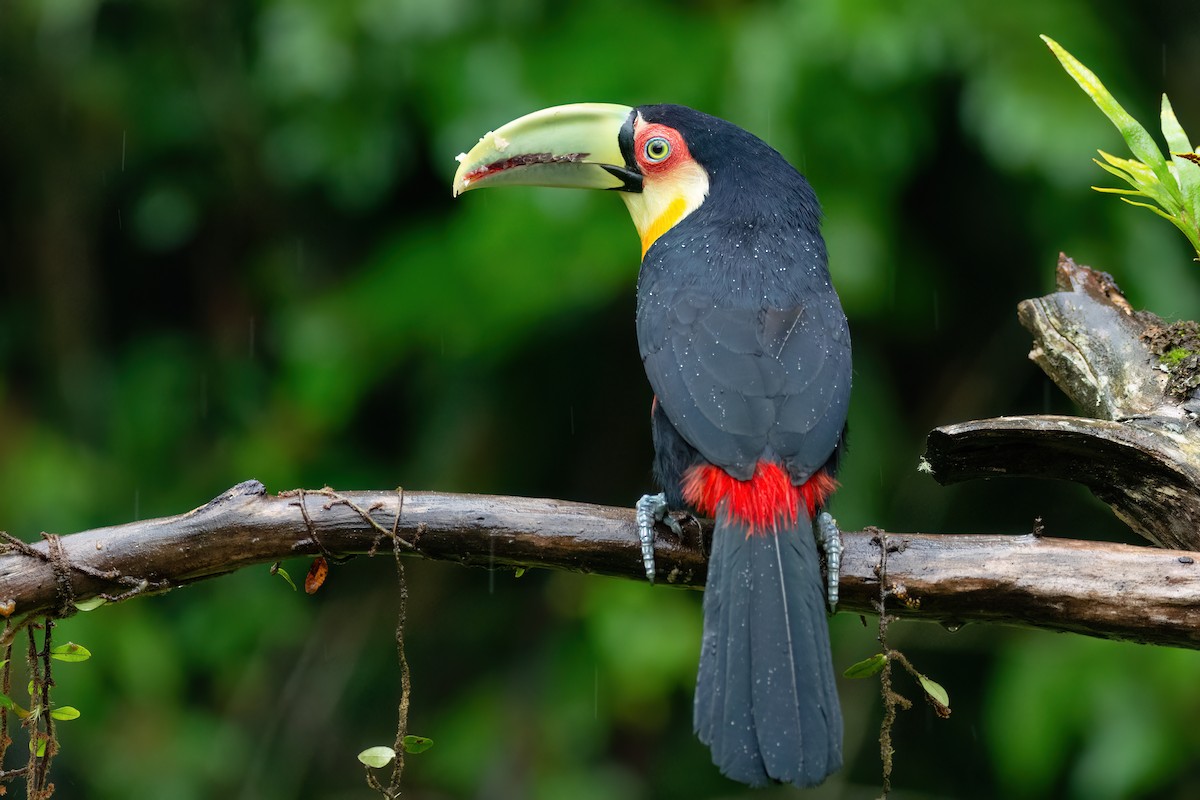 Toucan à ventre rouge - ML586423241