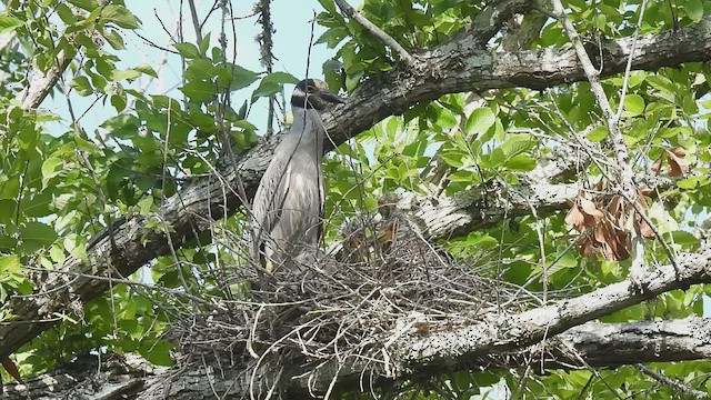 Yellow-crowned Night Heron - ML586423561