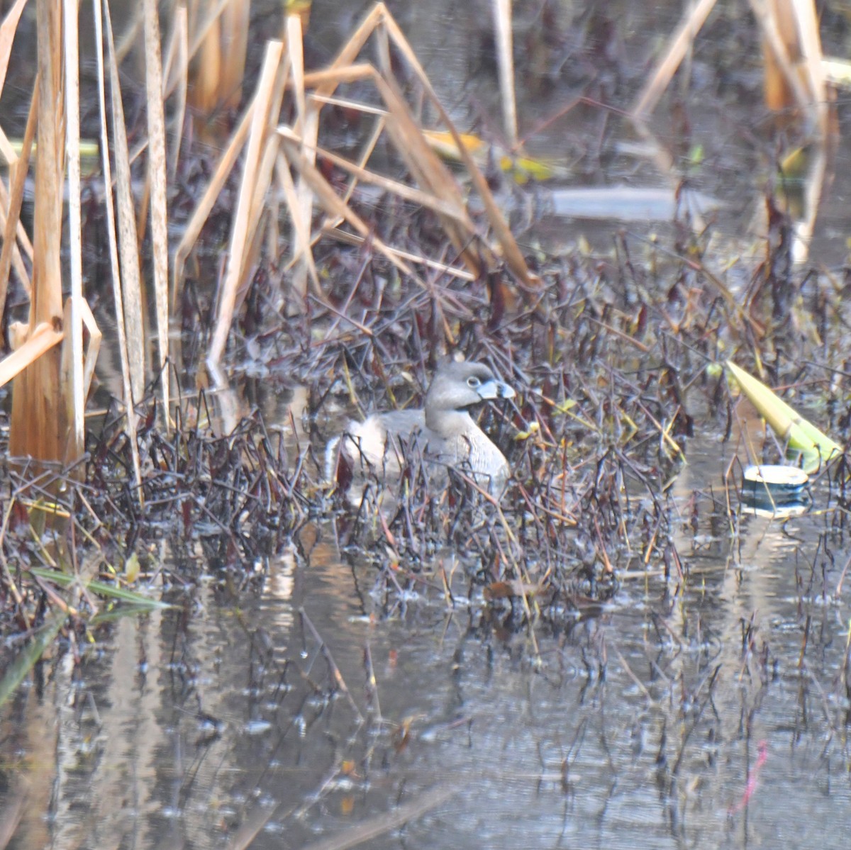 Pied-billed Grebe - ML586424461