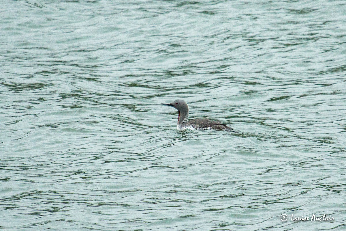 Red-throated Loon - ML586425401