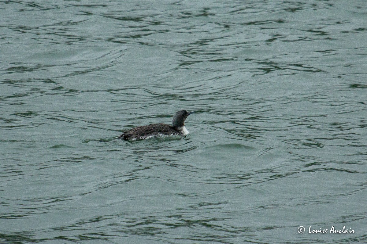 Red-throated Loon - ML586425411
