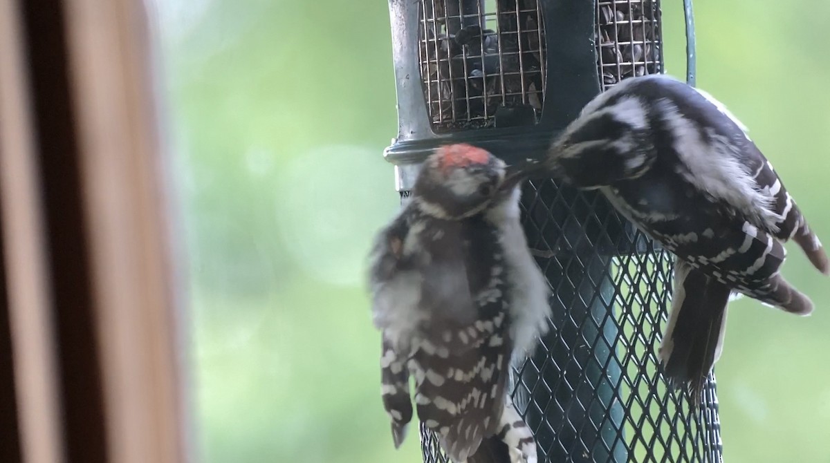 Downy Woodpecker - ML586426911