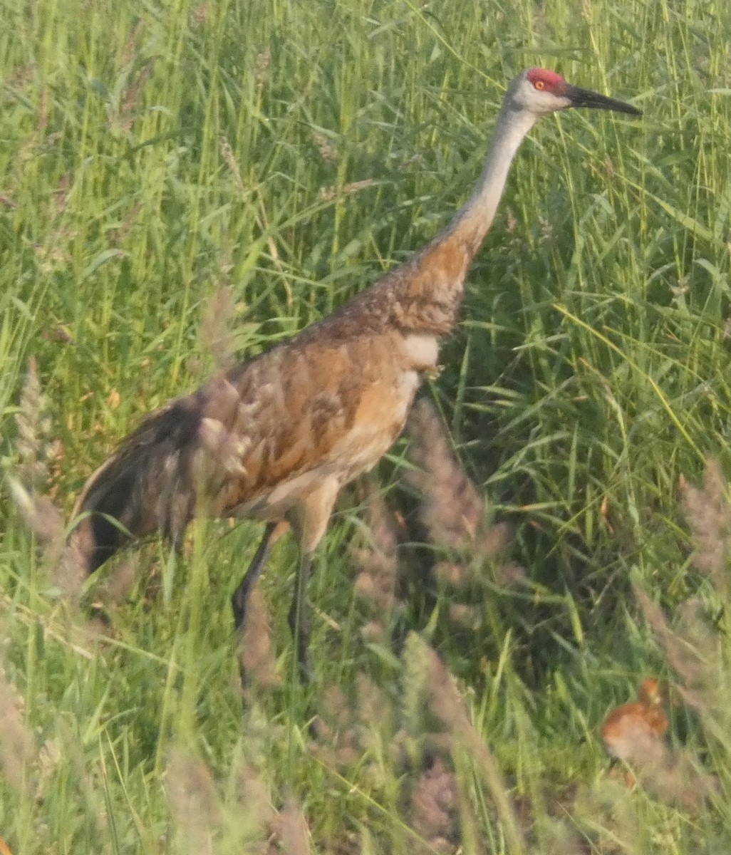 עגור קנדי - ML586427611