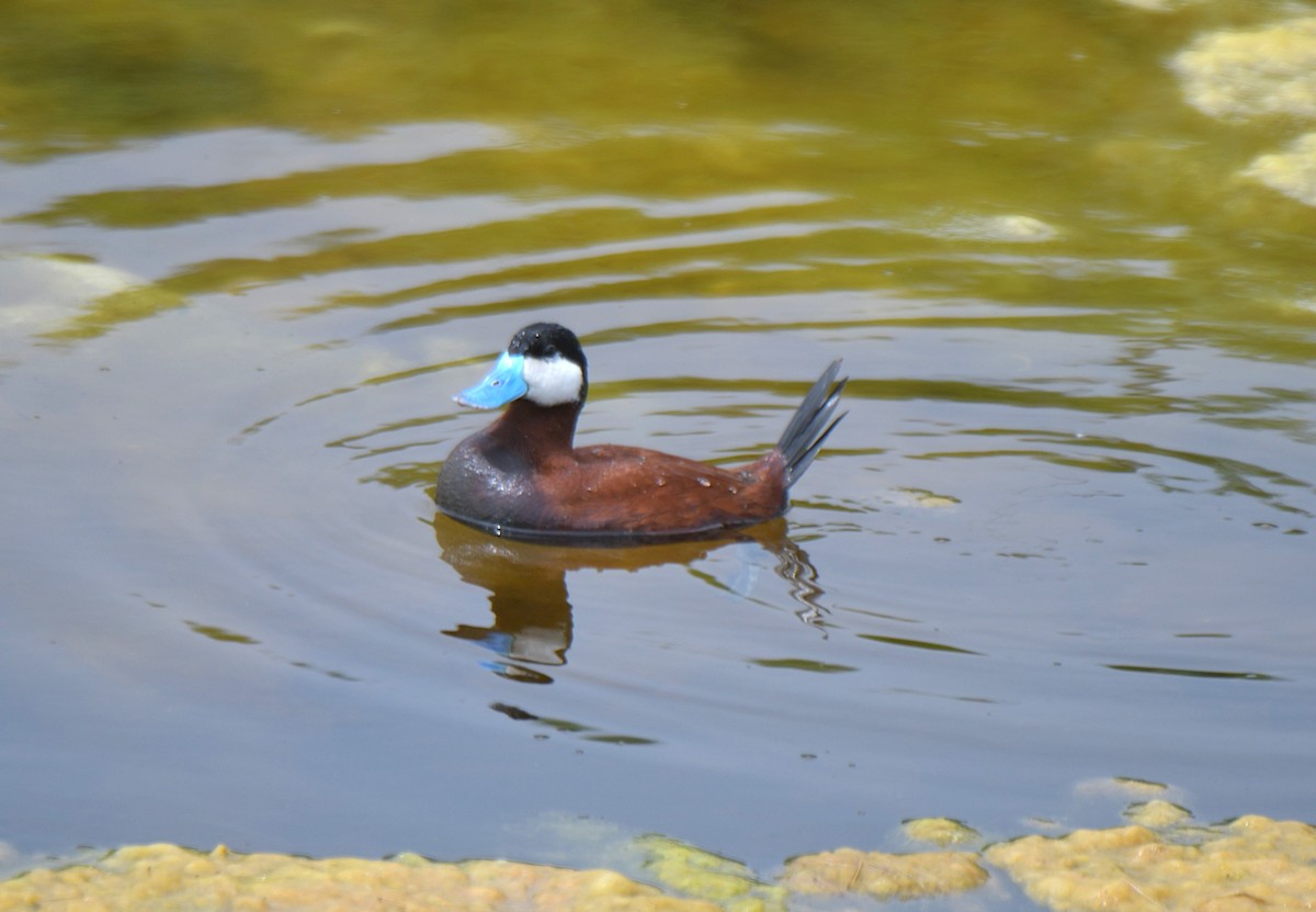 Ruddy Duck - ML586427711