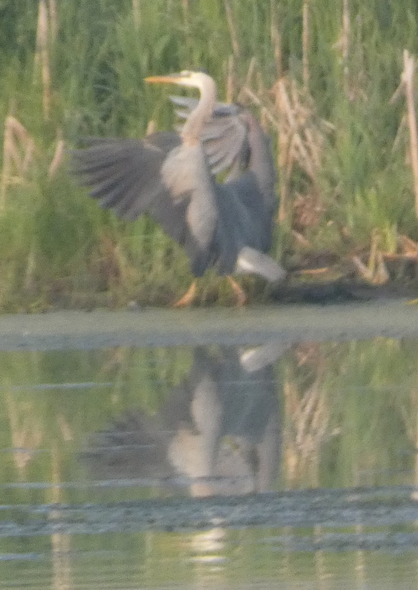 Great Blue Heron - ML586427741