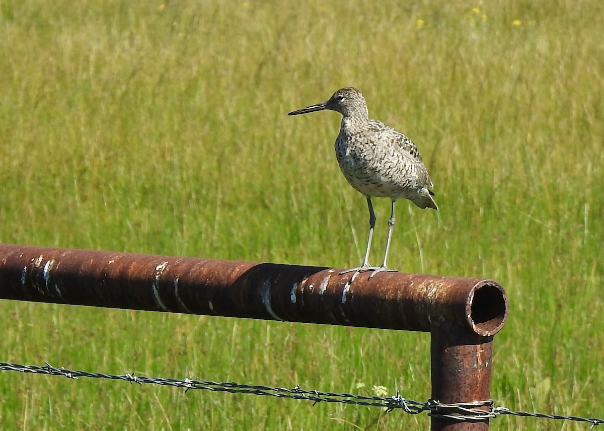 Willet - ML586427971