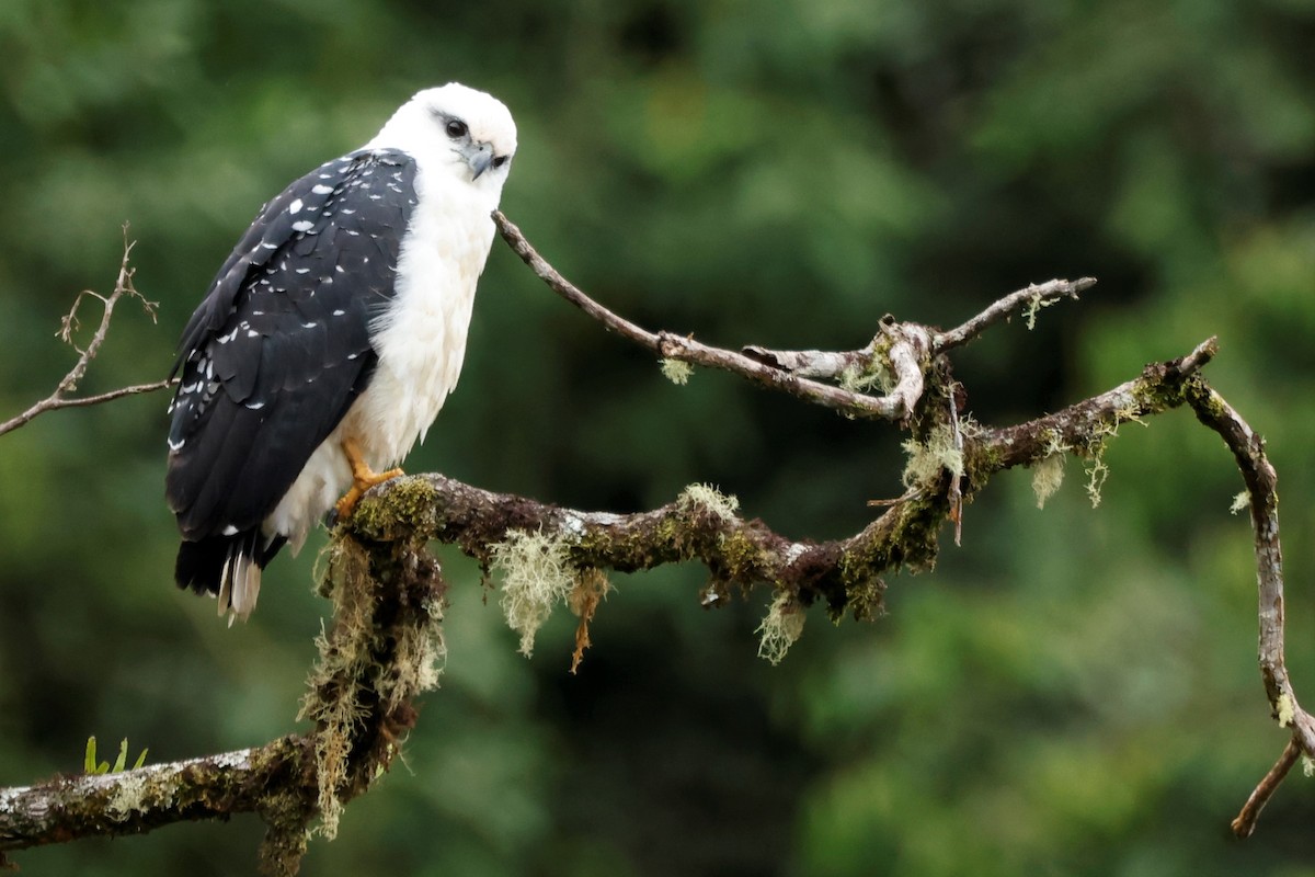 White Hawk (Black-tailed) - ML586429111