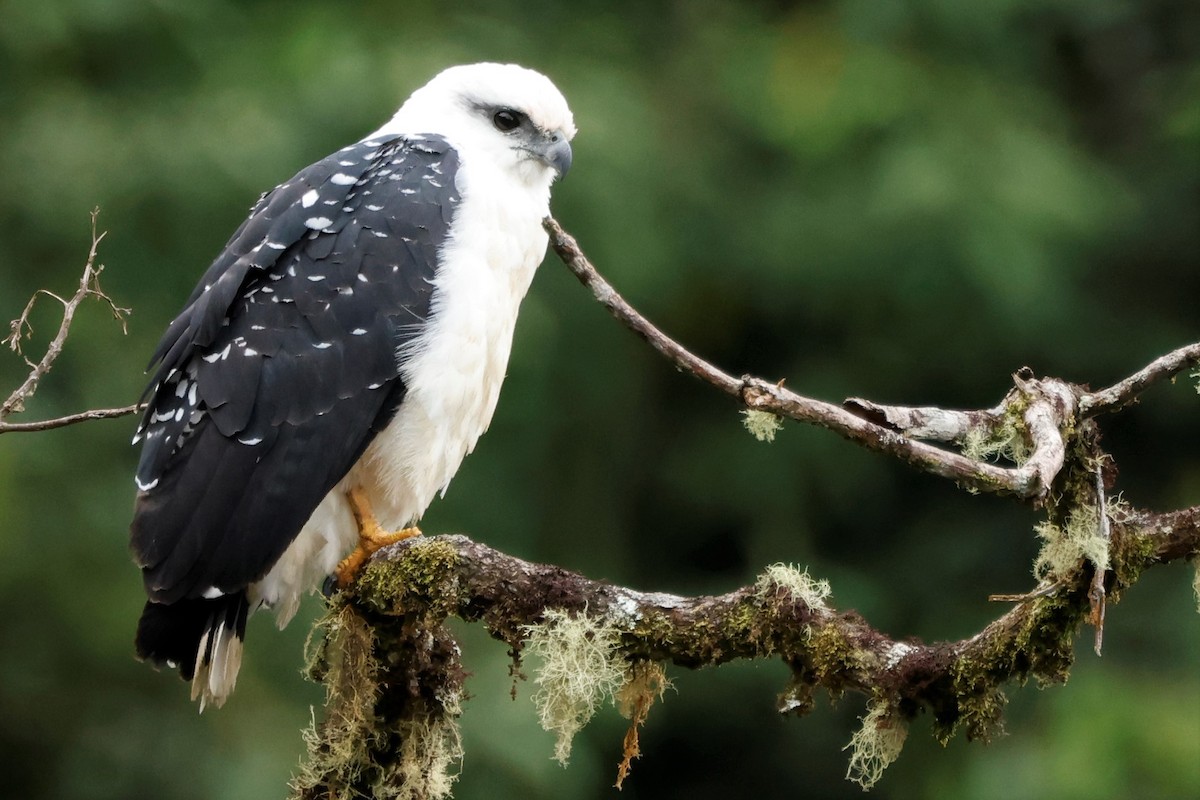 White Hawk (Black-tailed) - ML586429121