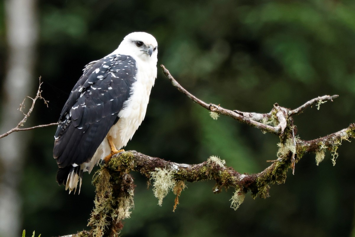 White Hawk (Black-tailed) - John Mills