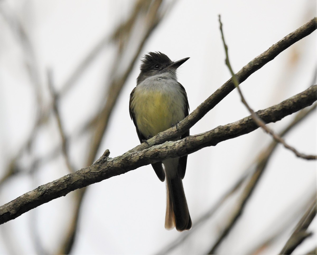 Stolid Flycatcher - Zachary Peterson