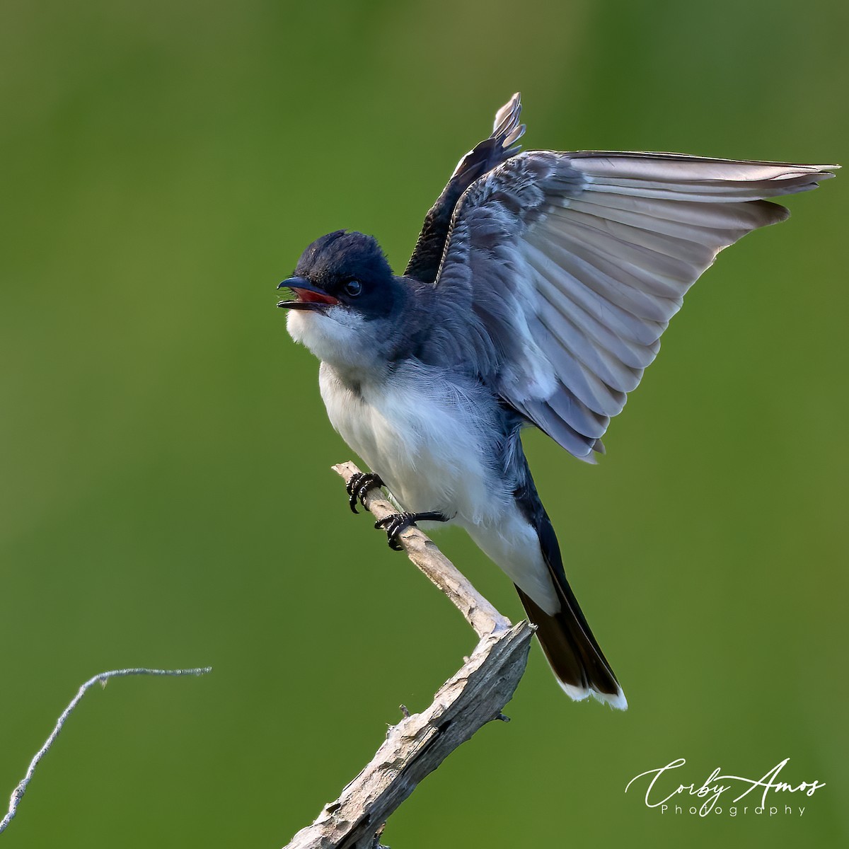 Eastern Kingbird - Corby Amos