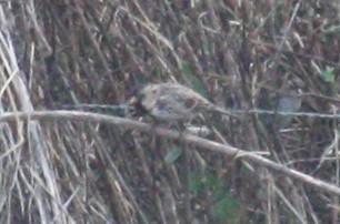 Harris's Sparrow - ML586430011