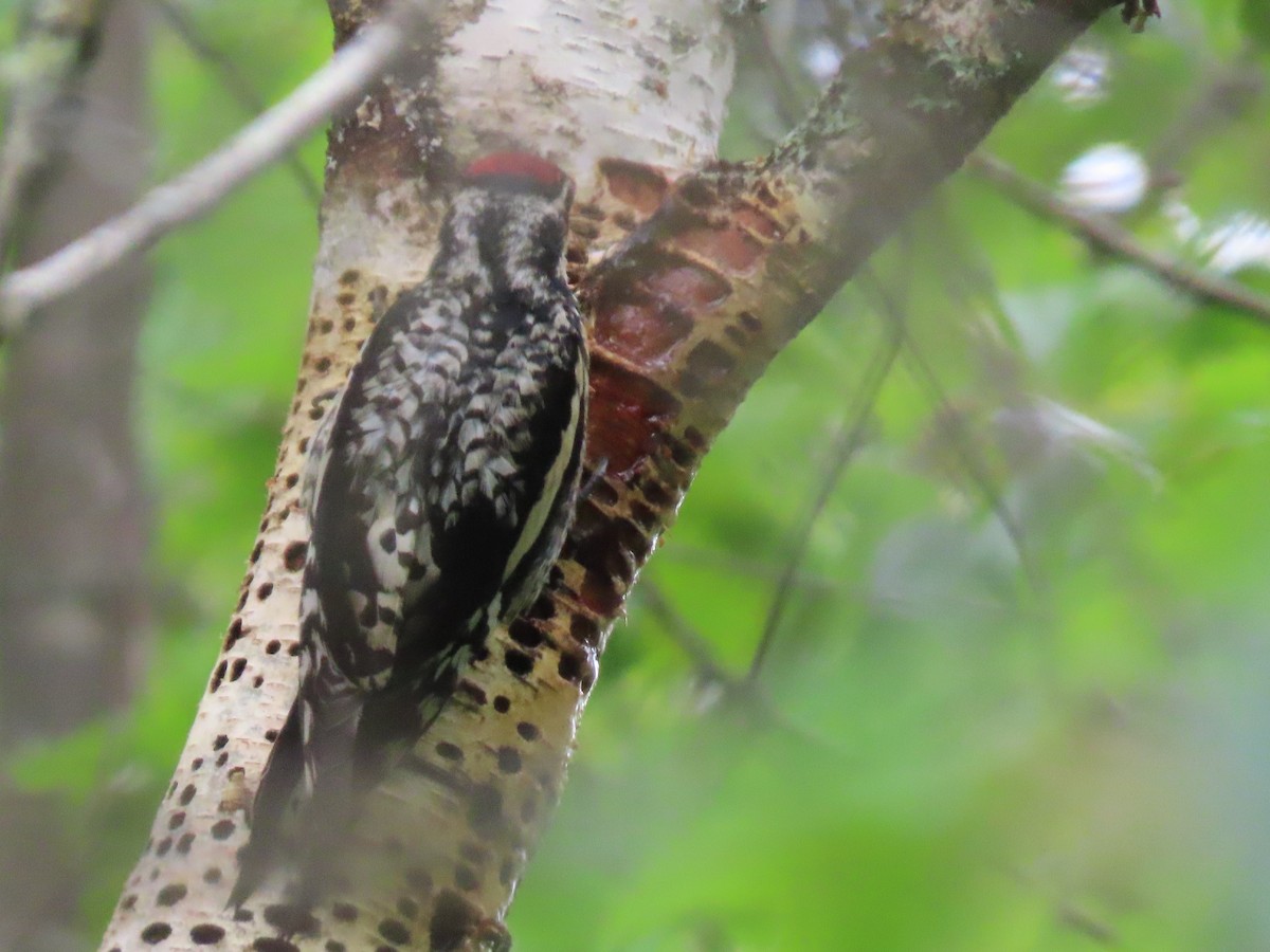 Yellow-bellied Sapsucker - ML586430101