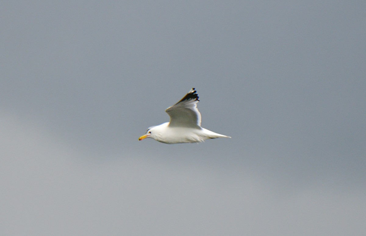 California Gull - Ben Roberts