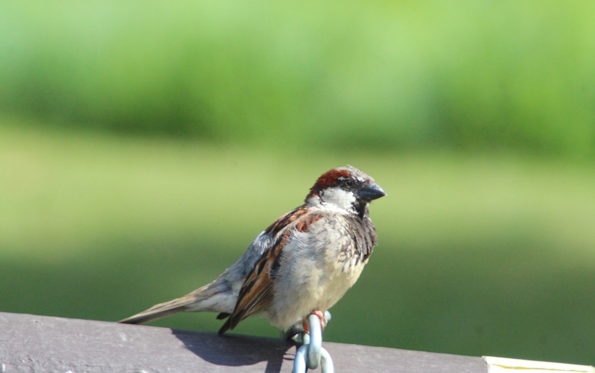 House Sparrow - ML586430271